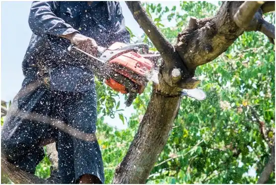 tree services North Hudson